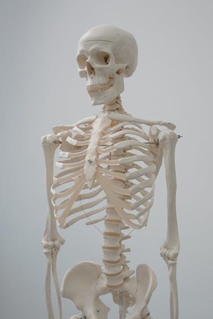 anatomy & physiology for dummies pdf